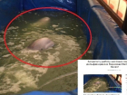 Воронежцы требуют закрыть передвижной дельфинарий из-за жестокого обращения с животными