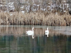 Пара лебедей осталась зимовать на воронежском пруду