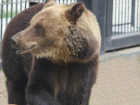 В Воронежском зоопарке медведи Маша и Умка проснулись после зимней спячки 