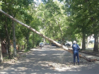 В Воронеже шквалистый ветер повалил десять деревьев