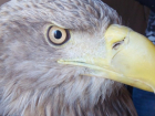 В Воронеже спасли астраханского орла с дробью в плече и рыболовным крюком в брюхе 