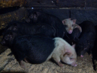 У жительницы Воронежской области чиновники хотели отобрать элитных свиней, выдумав чуму