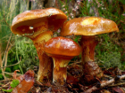 Названы самые популярные среди воронежцев грибы