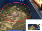 Депутат Госдумы оценила условия содержания животных в передвижном дельфинарии в Воронеже