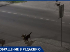 Воронежцы рассказали о стае собак, охотящейся на дворовых кошек 