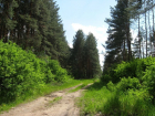 Больше 1,7 га нового леса посадят в Воронежской области