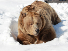 В Воронежском зоопарке из спячки проснулись медведи с отменным аппетитом