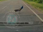 Неожиданная встреча с павлином произошла на дороге в Воронежской области