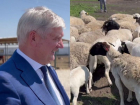 Гусева со стадом баранов записали на видео в Воронежской области