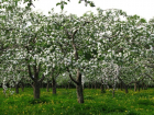 Воронежцев позвали обсудить застройку яблоневых садов