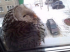 Подглядывающую за мужчиной через окно сову сфотографировали в Воронеже