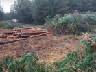 Крайне активные рубки леса заметили и записали на видео под Воронежем