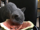 Воронежский котенок, жадно поглощающий арбуз, попал на видео