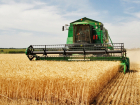 Уборка озимого и ярового зерна стартовала в Воронежской области