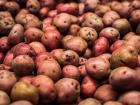 В Воронежской области мужчина украл и съел 64 кг картофеля