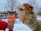Необычные букеты вручили воронежским альпакам  