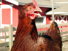 Из-за птичьего гриппа на воронежской фабрике уничтожат более 1,2 млн кур