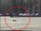 Подозрительный заяц под окнами воронежского правительства попал на видео и развеселил пользователей Сети 