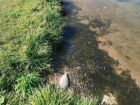 Дохлая рыба и гниющие водоросли: печальное состояние воронежского парка показали на фото