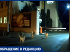 Собачья стая подчинила себе молочный завод в Воронеже 