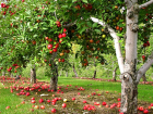 Под Воронежем сняли карантин плодовых деревьев, который длился более трех лет