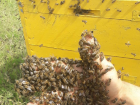 Экстремальное фото пасечника с пчелами в Воронеже привело в ужас пользователей Сети 