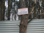 Власти приостановили вырубку Северного леса Воронежа