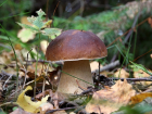 Ребенок и трое взрослых отравились грибами в Воронежской области