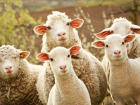 Воронежцы на «девятке» похитили с хутора пять овец