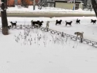 Многочисленную стаю агрессивных псов сняли на видео у школы в Воронеже