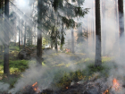 Воронежцам запретили ездить в леса из-за угрозы пожаров