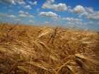 Второй миллион тонн зерна намолотили аграрии на полях Воронежской области