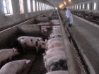 Новый очаг африканской чумы свиней обнаружили на мясокомбинате в Воронежской области