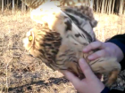 Воронежские зоозащитники показали на видео прощание с болотной совой 