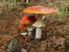 Воронежцы массово травятся грибами