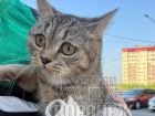 Стало известно о судьбе кошки, выброшенной в мусорный бак в Воронеже 