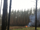 Воронежец рассказал о продолжении беспощадной вырубки леса в Придонском