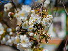 Крупнейший в Европе органический яблоневый сад появился под Воронежем
