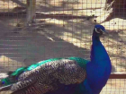 Воронежский зоопарк готовится к открытию зала птиц