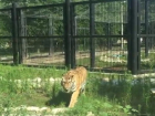 На видео попала жизнь амурского тигра в шикарном вольере Воронежского зоопарка 