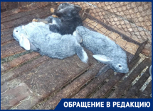 Свора собак растерзала птиц и кроликов в Воронежской области
