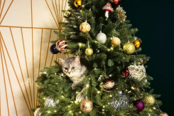 Парад елок устроили читатели «Блокнот Воронеж»