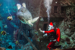 Новогодняя афиша от Воронежского океанариума