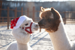 Подарок, который не завянет: 8 Марта в парке альпак «Белый колодец»