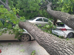 Упавшее в центре Воронежа дерево разбило 4 автомобиля