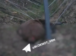 Труп лося пообещали убрать из смертельной ловушки в Воронежской области