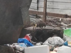 Причину нашествия жирных крыс наглядно показали в Воронеже