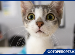 Сытые и довольные: как могут выглядеть бездомные коты, показали в Воронеже