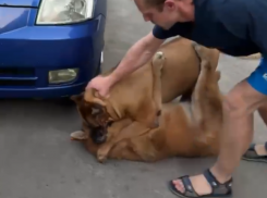 «Глотку перегрызет»: озверевшая собака без намордника пыталась убить дворнягу на глазах у хозяина в Воронеже