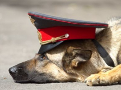 В Воронеже найти двух грабителей помогла служебная собака